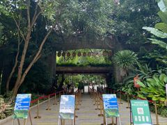 -西双版纳原始森林公园