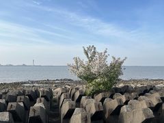 -上海滨江森林公园