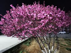 -大正泥炉烤肉(苏宁店)