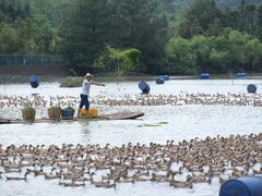 -郴州特产舜华临武鸭(郴州西站店)