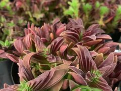 -鹿岛会员店 (龙湖三千集天街店)