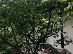 -芥子园