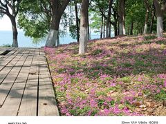 -西京湾花海