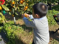 -前小桔亲子创意农场·草莓采摘·露营烧烤