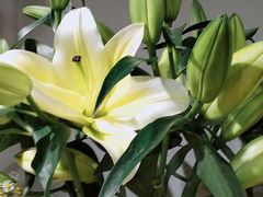 -何兮花店·气球派对鲜花店(马桥银春路万科城店)