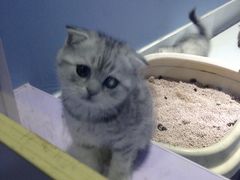 -喵的天空名猫咖啡馆·撸猫·猫舍·用品