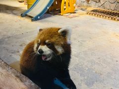 -绿色星球动物主题公园