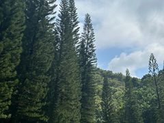-深圳仙湖植物园