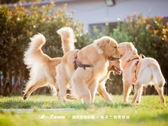 -趣玩宠物乐园寄养训犬训狗游泳池
