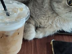 -楼上猫咖(罗湖店)