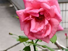 -港师傅·菠萝包(北京超极合生汇店)