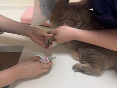 -全心全意连锁动物医院·微创中心·内科急重症·心脏专科(丰管路店)