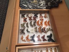 -美国自然历史博物馆