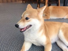-柴源莊·柴小宠柴犬咖啡