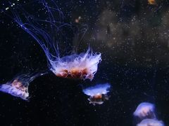 -青岛海底世界-水族馆
