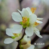 花开正当时🌸 北海白塔之下，是山桃的舞蹈
