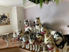 -Husky Go! 哈士奇体验馆·宠物咖啡厅狗咖
