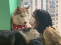 -Husky Go! 哈士奇体验馆·宠物咖啡厅狗咖