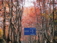 -灵谷景区