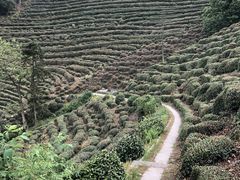 -十八棵（老龙井）御茶园(老龙井店)