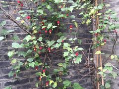 -恺庐茶园(宽窄巷子景区店)