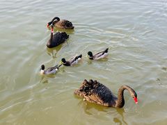 -溱湖国家湿地公园