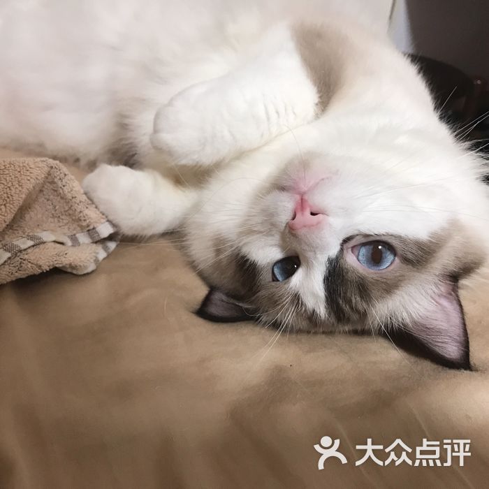 亮亮猫舍猫图片-北京宠物店-大众点评网
