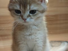 -猫十亿·布偶金渐层·曼基康矮脚猫舍(青年路店)