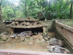 -海南热带野生动植物园