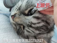 -咕噜咕噜宠物医院·CT·肿瘤科·骨科(前海院)