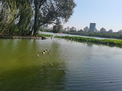 -莲花池公园