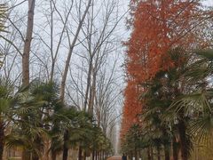 -合肥滨湖国家森林公园