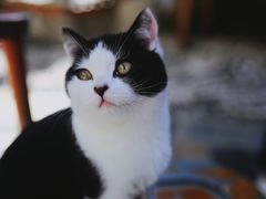 -喵屿·大理花园猫咖