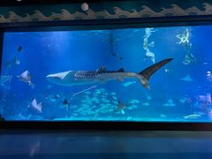-烟台海昌鲸鲨海洋公园