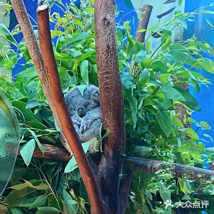 🦒长隆野生动物园游玩攻略｜拒绝踩坑❌注意事项大总结