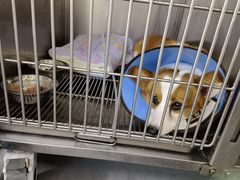 -喵汪萌宠屋旗舰店.洗澡美容.猫狗基地