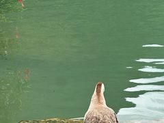 -靖西鹅泉风景区