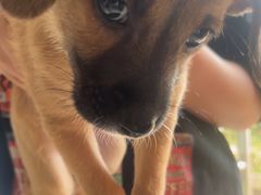 -瑞派福兴宠物医院犬猫全科·骨科·中西医结合(河东店)