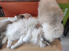 -豆逗聊愈猫阁Easy Life