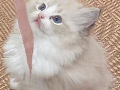 -东方名猫馆·英短金渐层布偶猫舍(环线广场1号楼店)