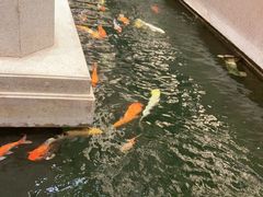 -龙悦湾酒家·八阵鱼生·渔人码头店