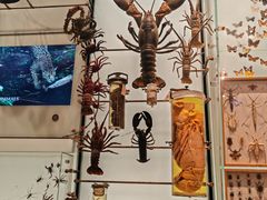 -美国自然历史博物馆