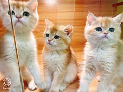-猫十亿·布偶金渐层·曼基康矮脚猫舍(青年路店)