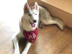 -Husky Go! 哈士奇体验馆·宠物咖啡厅狗咖