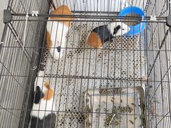 -马陆小张葡萄园农家乐