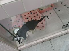 -FAELING PETS美天灵宠物(富力广场店)