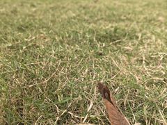 -九科绿洲