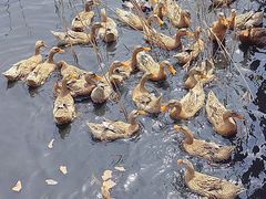 -野鸭湖国家湿地公园