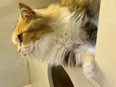 -十月米努特矮脚猫舍