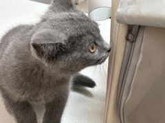 -瑞派康怡24h宠物医院·犬猫医疗中心·微创绝育(瑞景分院)